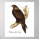 The Wedge Tailed Eagle. A Magnificent Bird of Prey posters