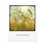 The weight of the Barley postcards