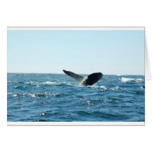The Whale Tail Cards