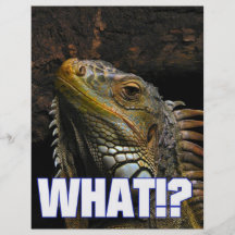 The What!? Iguana Flyers