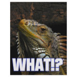 The What!? Iguana Custom Letterhead