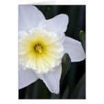 The White Daffodil Cards
