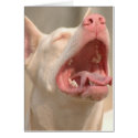 The White Doberman cards