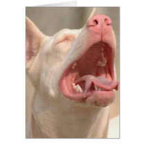 The White Doberman cards