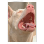 The White Doberman cards