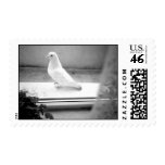 The White Dove Postage Stamps