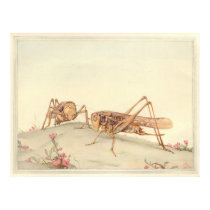 THE WHITE-FACED DECTICUS Insect Book Illustration posters