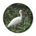 The White Ibis... magnets