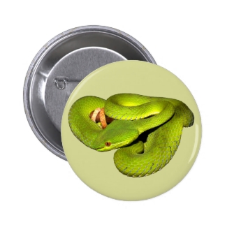 The white-lipped pit viper