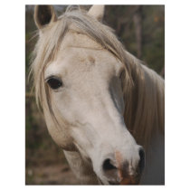 The White Stallion letterhead