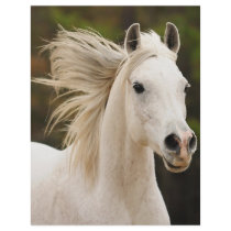 The White Stallion letterhead by lover196969 The White Stallion letterhead