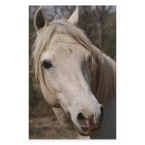The White Stallion stationery by laureenr The White Stallion stationery