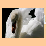 The White Swan Card cards
