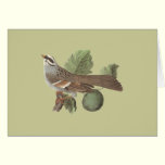 The White-throated Sparrow: Fringilla pensylvanica cards