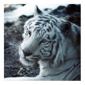 The White Tiger posters by UponInfinity The White Tiger posters