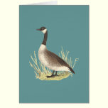 The Wild Goose	(Anser canadensis) cards