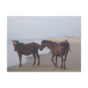 The Wild Horses of Carova Beach postcards