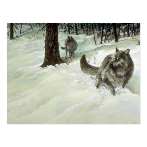 The wild north, Wolves Post Cards