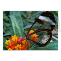 the wings-become-windows butterfly. cards