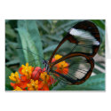 the wings-become-windows butterfly. cards