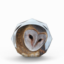 The wise old owl acrylic award