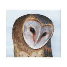The wise old owl gallery wrapped canvas