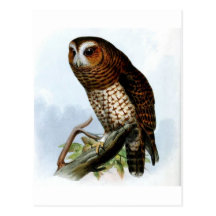 The Wise Old Owl Postcards