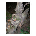 The Witches Tree posters by CorpseRomance The Witches Tree posters
