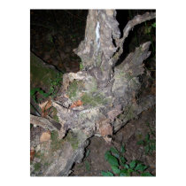 The Witches Tree posters by CorpseRomance The Witches Tree posters
