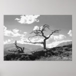 The Withered Tree (Unbordered) Posters