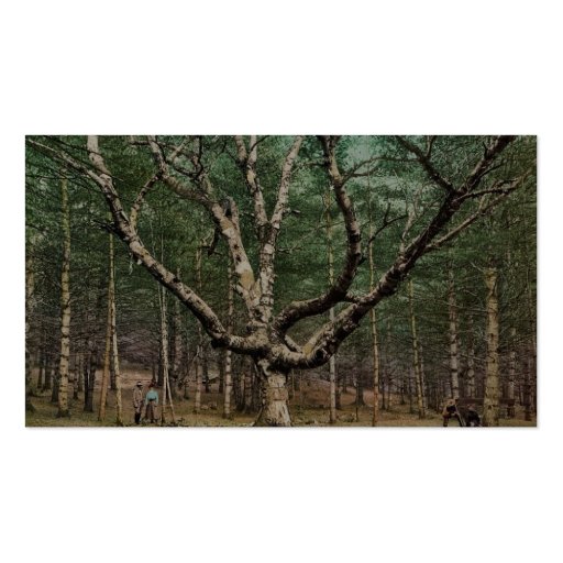 The Wizard tree, Cathedral Woods, Intervale, N.H. Business Card Template (back side)