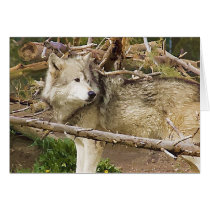The Wolf cards by mrsmas The Wolf cards