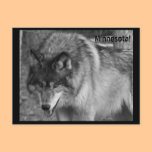 The Wolves of Minnesota! postcards