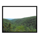 the Woods ~ 10 Post Card