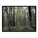 the Woods ~ 3 Postcard