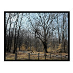 the Woods ~ 47 Post Card