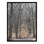 the Woods ~ 49 Post Cards
