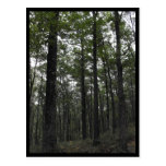 the Woods ~ 7 Post Cards