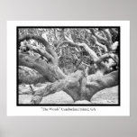 "The Woods" Cumberland Island, GA Posters
