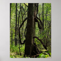 The woods poster