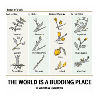 The World Is A Budding Place (Types Of Buds) print