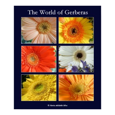 The world of gerberas print by madelaide