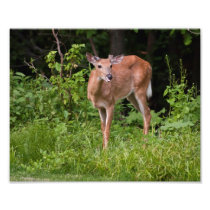 The Yearling photography