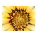 The yellow flower postcards