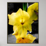 The Yellow Gladiola Poster