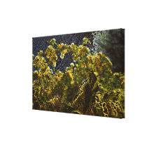 The Yellow Rose Bridge by Apollo Canvas Prints