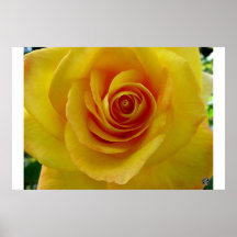 The Yellow Rose Poster