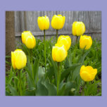 The Yellow Tulips posters