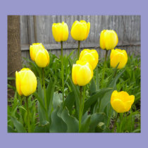 The Yellow Tulips posters