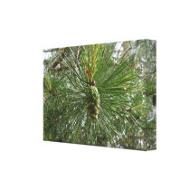 The Young Pine Cone Gallery Wrap Canvas